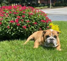 Cash and the Flowers A dog sitting in front of flowers