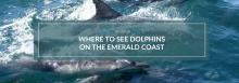 Where to See Dolphins on the Emerald Coast